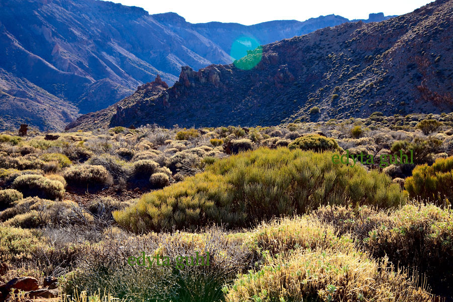 Landschaft bei Pico del Teide. Urlaubsfeeling. Teneriffa. Edyta Guhl. Tenerife.