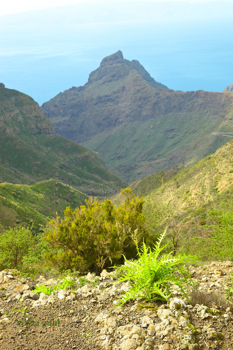 mein-dolcevita.de Wandern auf Teneriffa. Edyta Guhl. Urlaub auf Teneriffa. Spanien.