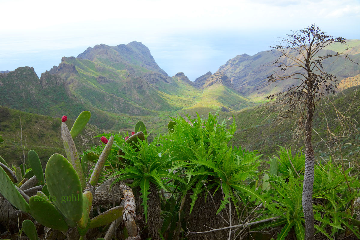 mein-dolcevita.de Teneriffa. Masca. Flora auf Teneriffa. Edyta Guhl. Meine Reisen.