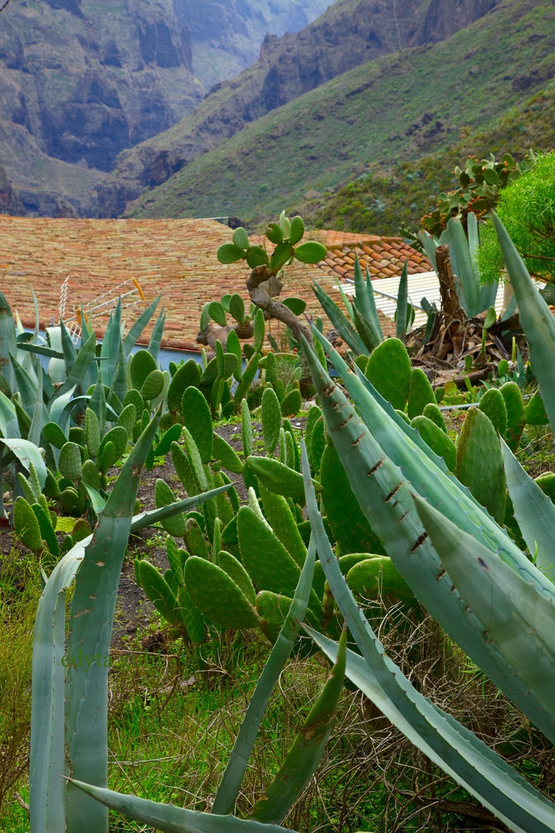 Dorf Masca auf Teneriffa. Flora auf Teneriffa. Edyta Guhl.