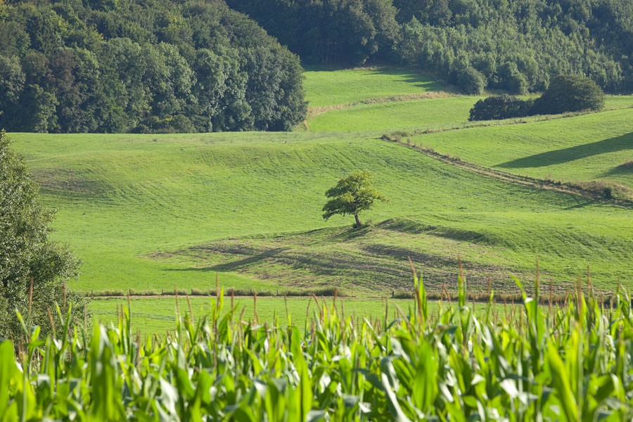 mein-dolcevita.de Wunderschöne Landschaft in der Eifel. Grüne Eifel. Edyta Guhl.