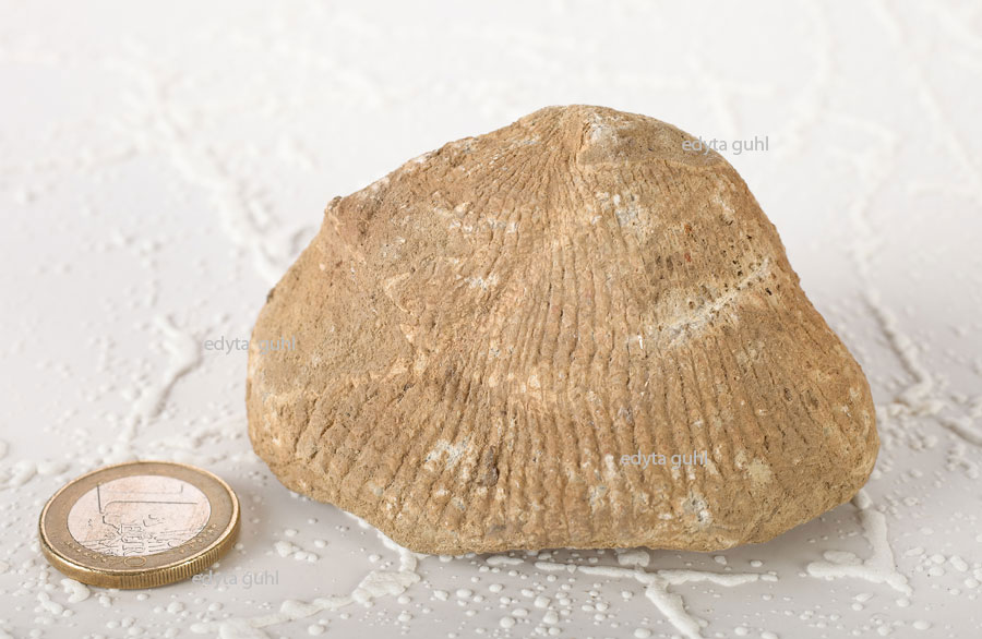 fossilien-eifel