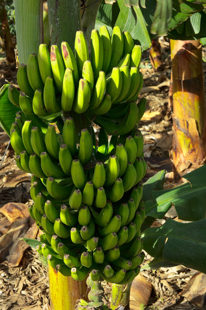 bananen-auf-teneriffa