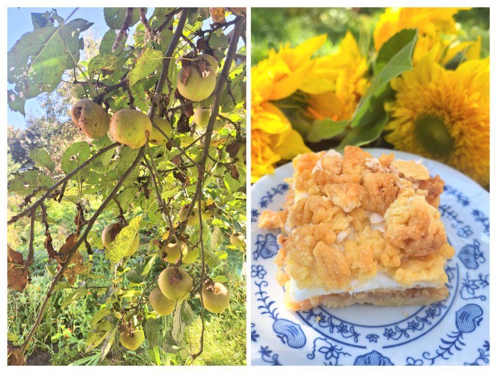 apfelkuchen-blechkuchen-rezept