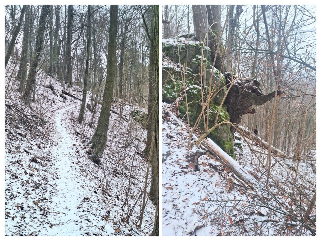 Ein Pfad im Wald und alter Baum wie ein Elefant.