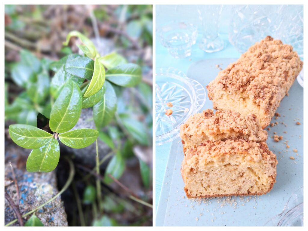 Angeschnittener Kastenkuchen mit Streuseln und links grüne Blätter des Immergrünes.