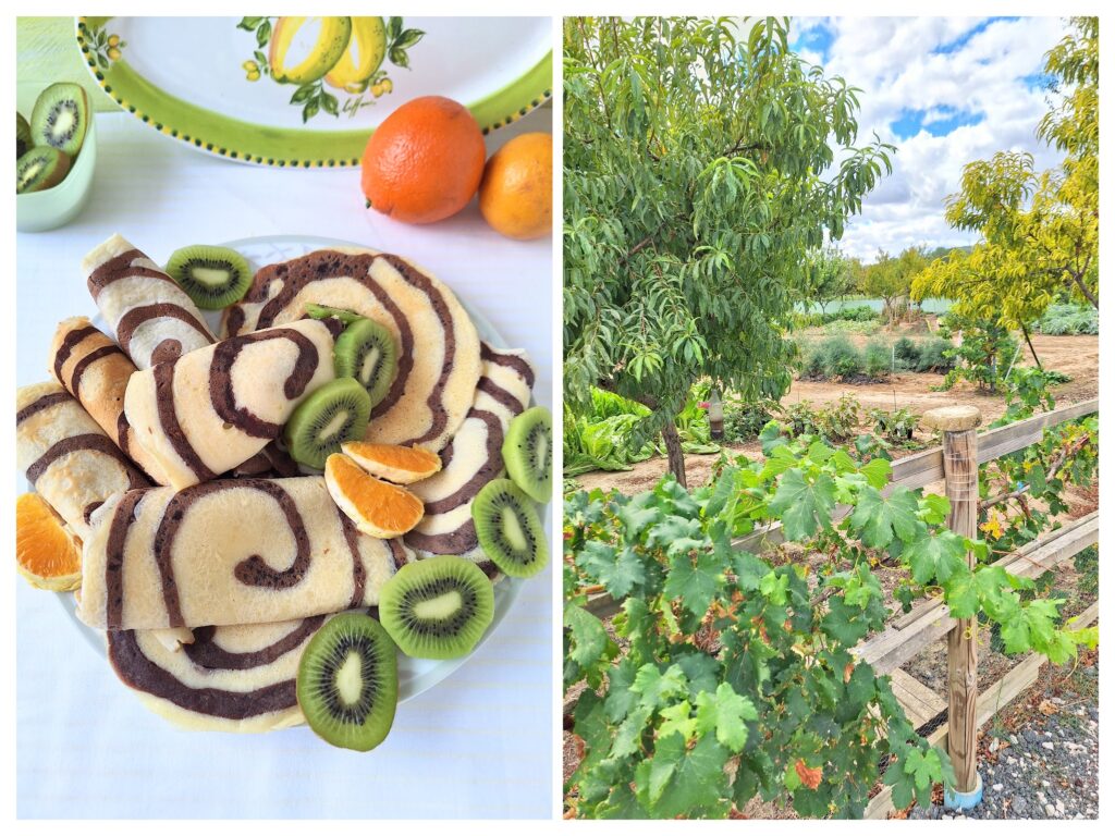 Gerollte Wirbel-Crepes mit Kiwi und Orangenscheiben auf dem Teller und Obstgarten in Spanien in Puente la Reina.