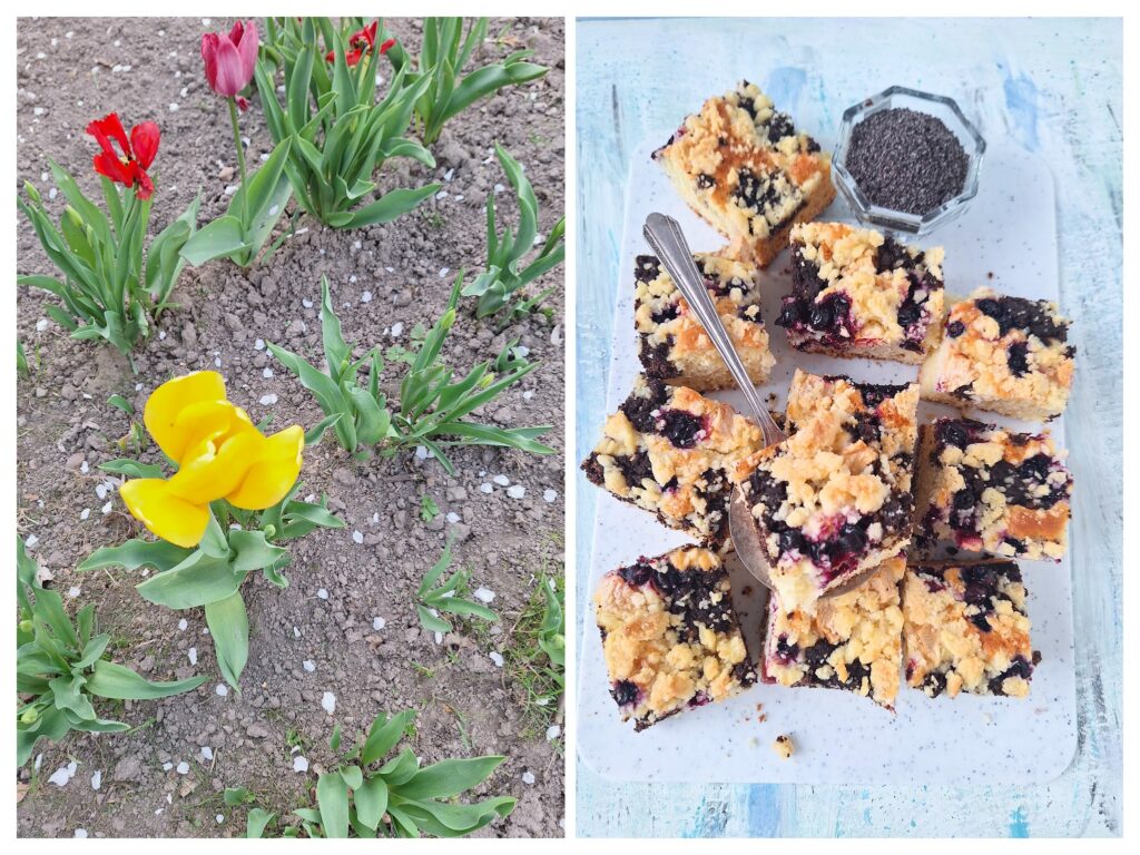 Tulpen und eckige Stücke von Streuselmohnkuchen.