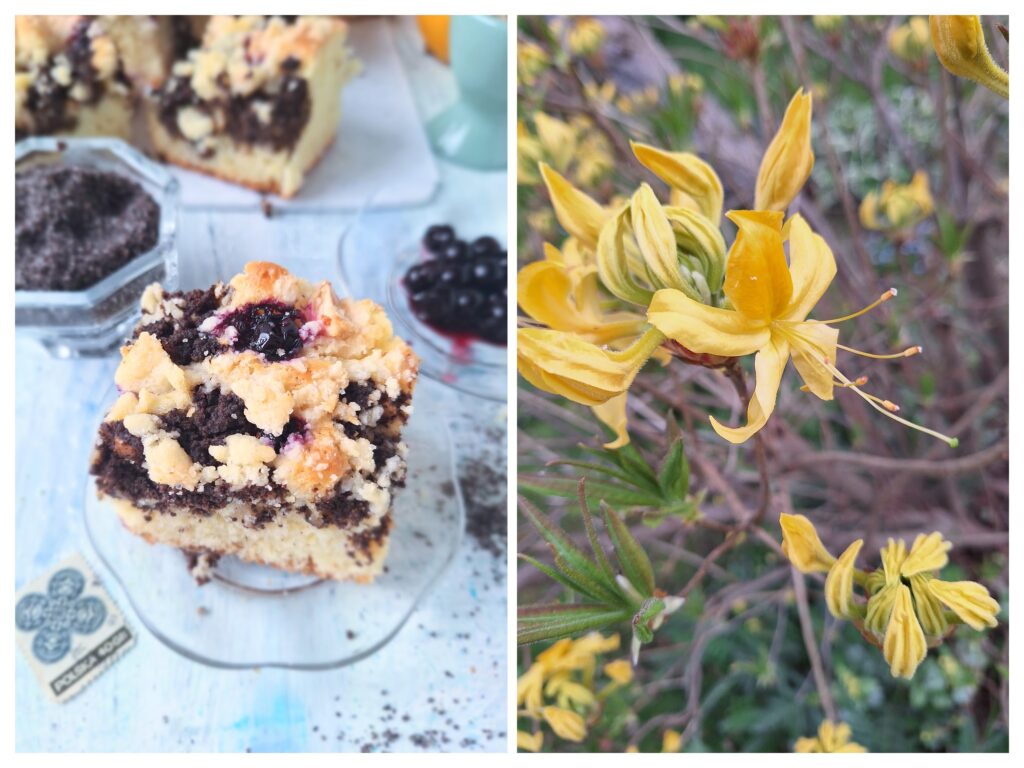 Eckiges Stück von Streuselmohnkuchen und gelbe Azalien-Blume.