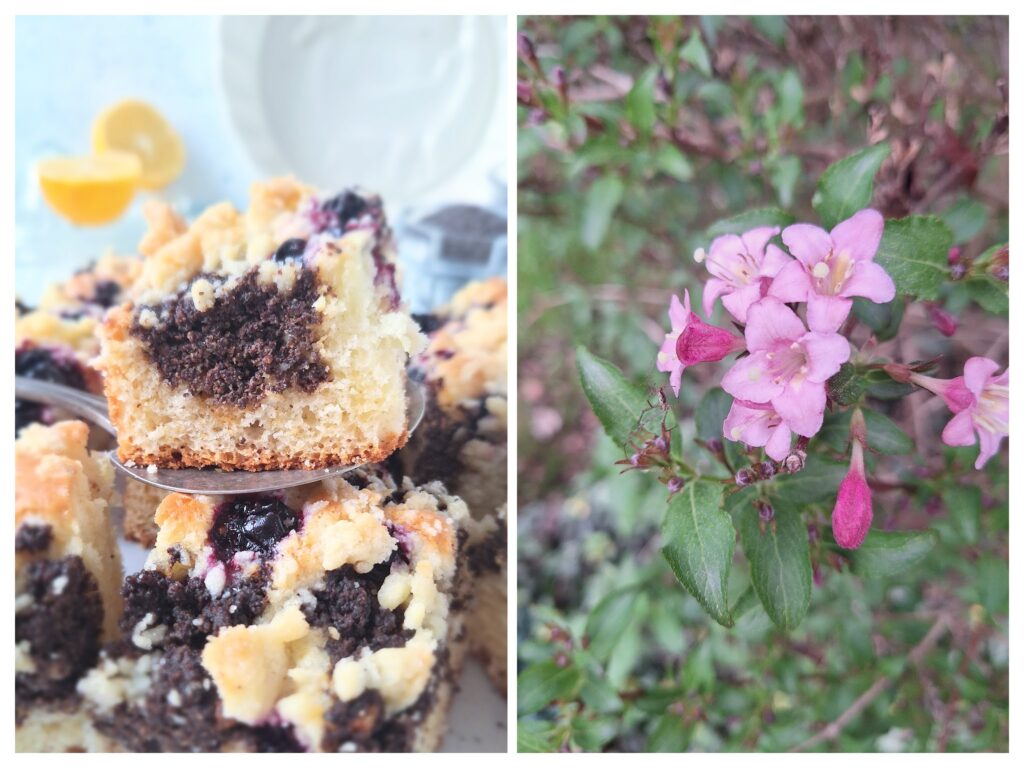 Geschnittener Mohnkuchen mit Streusel und rosafarbene Blumen.