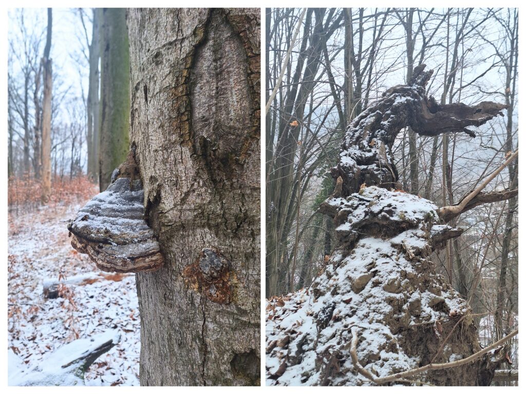 Baumpilz im Wald und Baumwurzel im Wald wie ein Drachen.