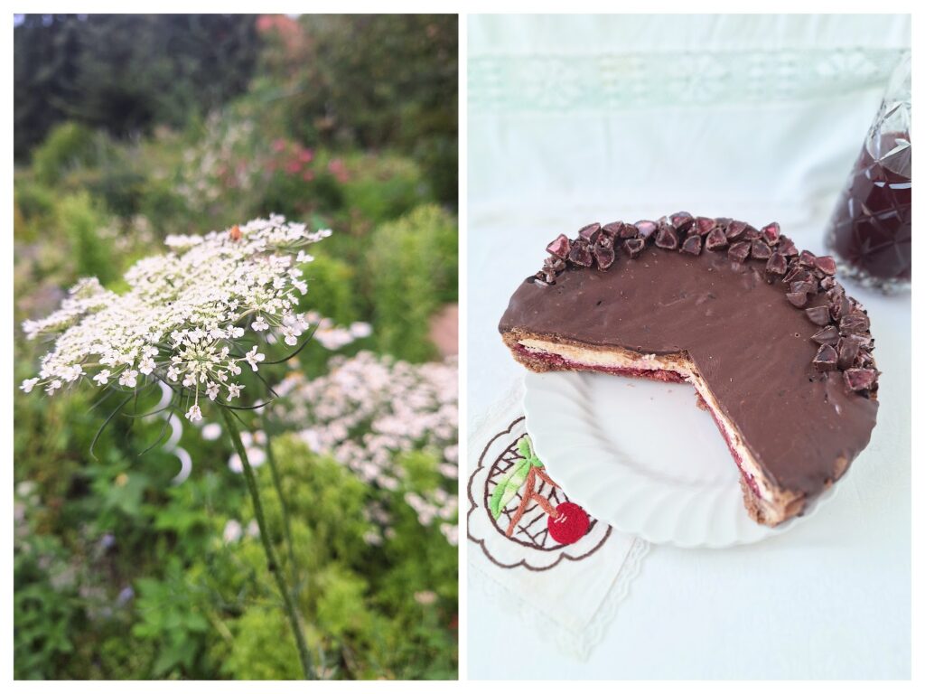 Angeschnittener Käsekuchen mit Kirschen, Schokoladenglasur und Geleestücken und links Girschblüte.