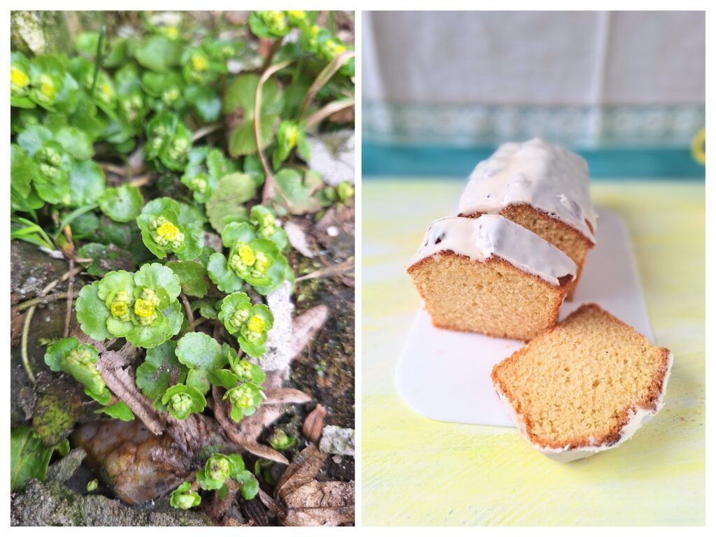 Wechselblättriges Milzkraut draussen und Zitronen-Kastenkuchen mit weißer Schokoglasur.