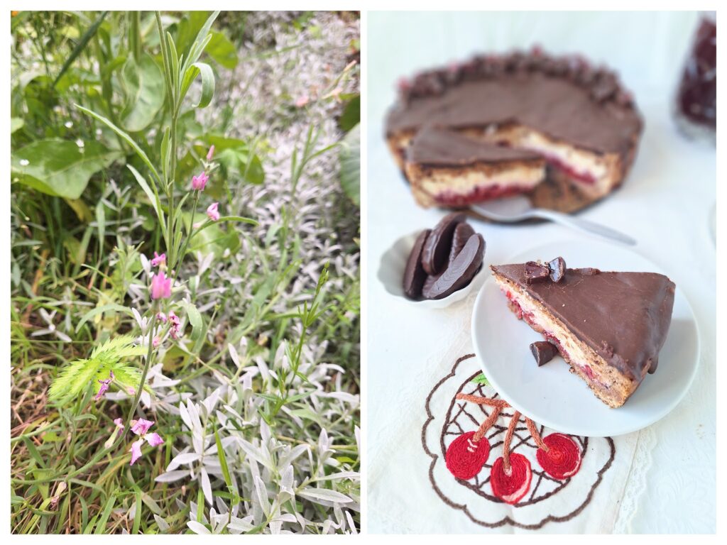 Angeschnittener Schoko-Kirsch-Käsekuchen recht und links Sommerpflanzen im Garten.