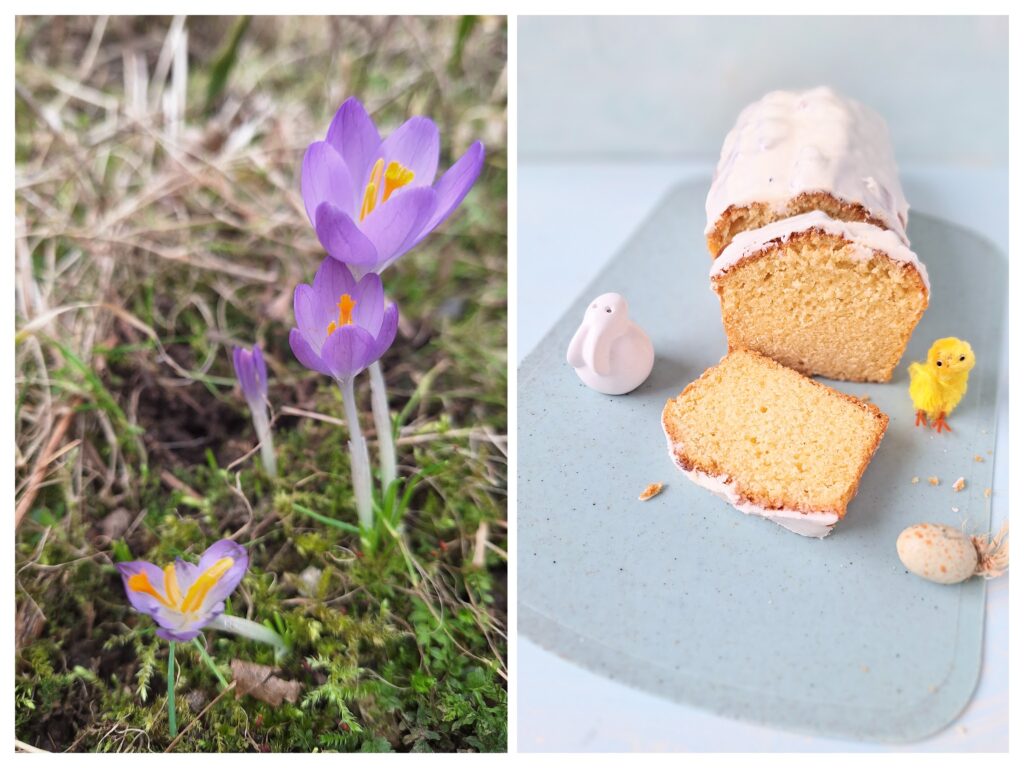 Links lila Krokussen Krokussen i Garten und rechts angeschnittener Zitronenkastenkuchen.