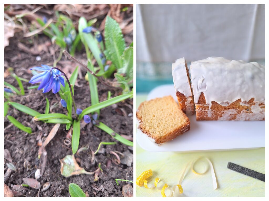 Blausterne draussen und recht Zitronenkuchen mit weißer Schokoglasur.