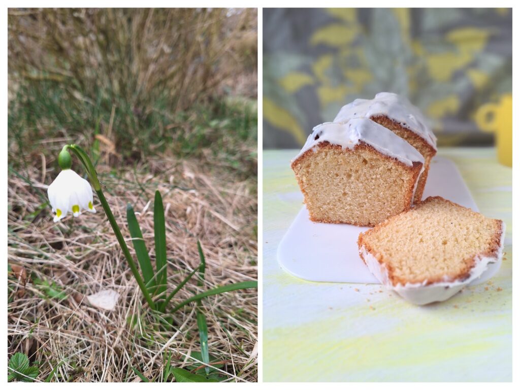 Ein Märzenbecher im Garten und angeschnittener Zitronen-Kastenkuchen mit weißer Glasur.