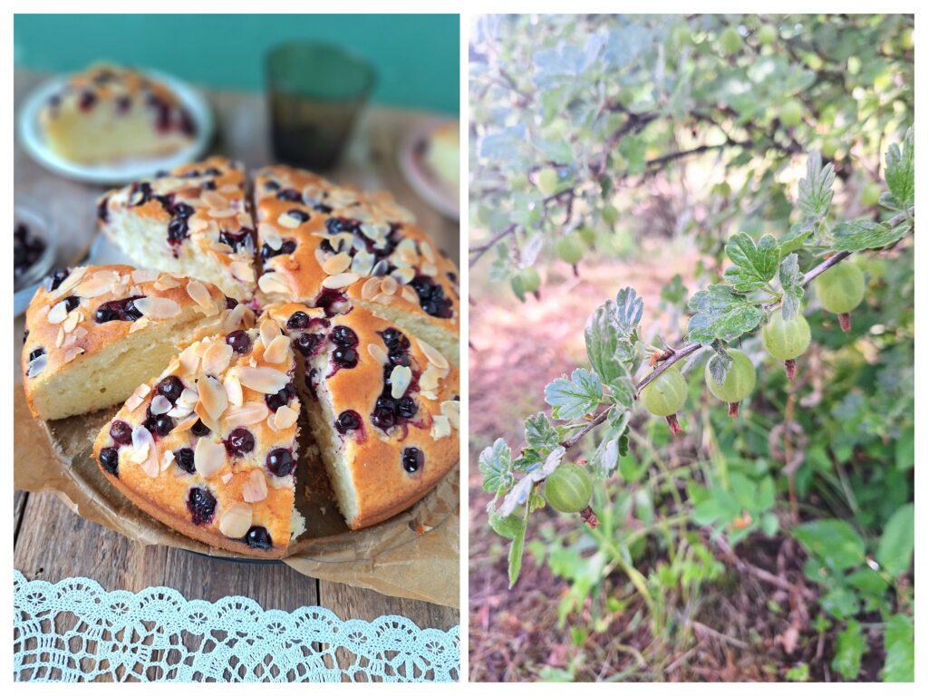 Runder Beerenkuchen in Stücke geschnitten und rechts Stachelbeeren im Garten.