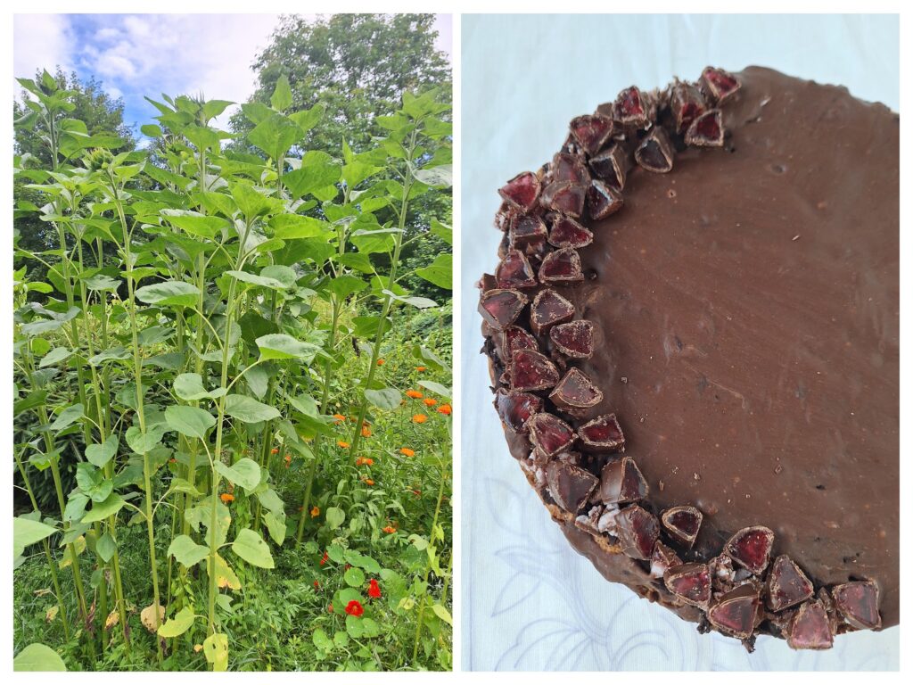 Links Sonnenblumenpflanzen im Garten und recht runder Schokokuchen garniert mit Schoko-Gelee-Stückchen.
