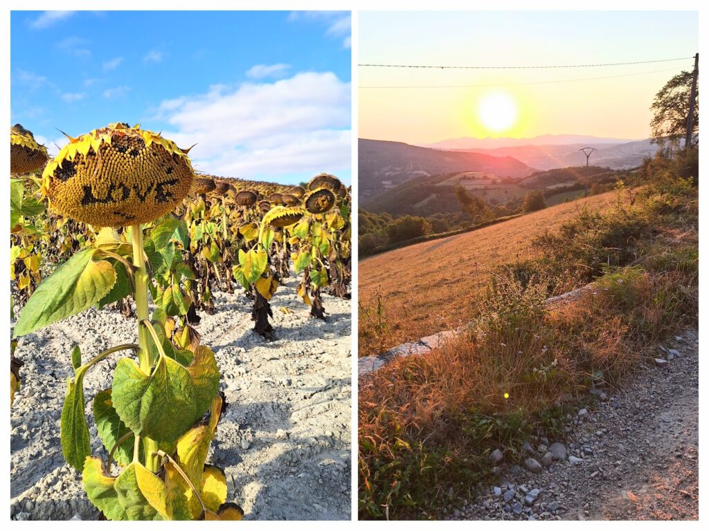 Sonnenblume Love und rechts ein Sonnenaufgang in Galizien.