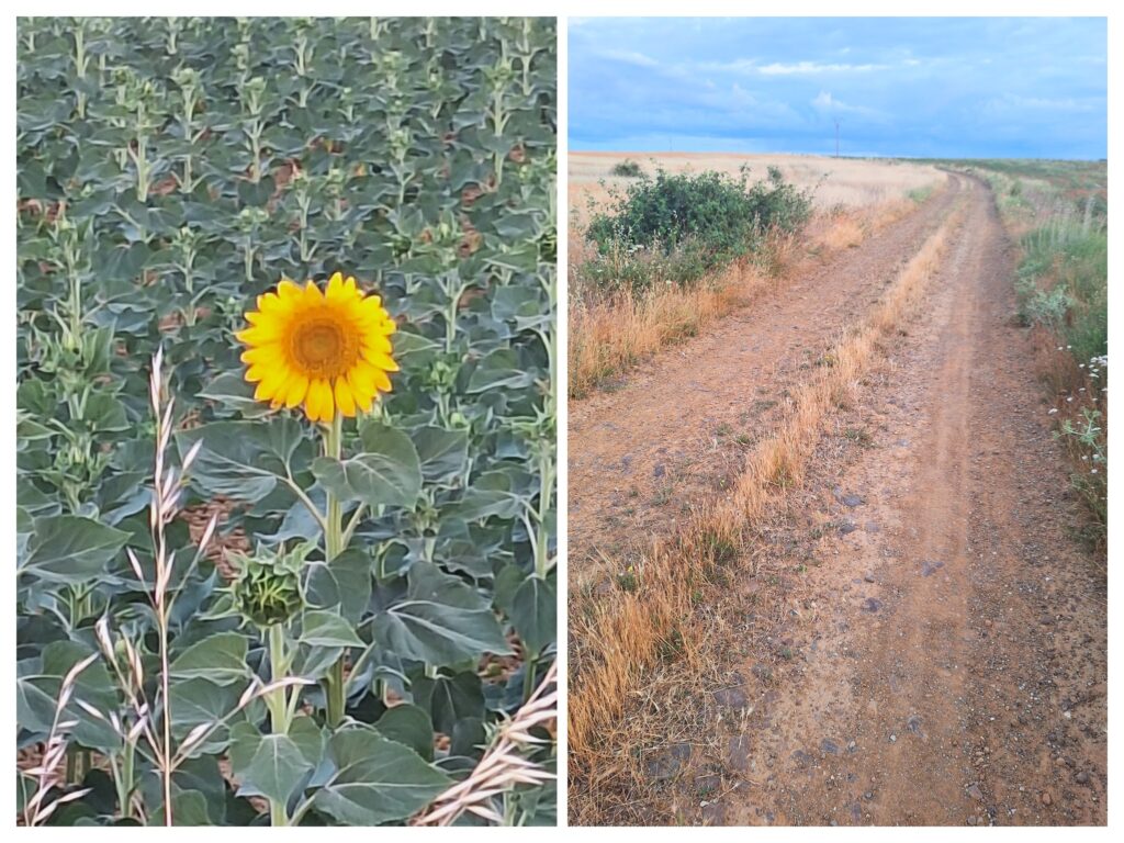 Links einzelne Sonnenblume auf dem Feld, rechts ein Feldweg auf Camino.