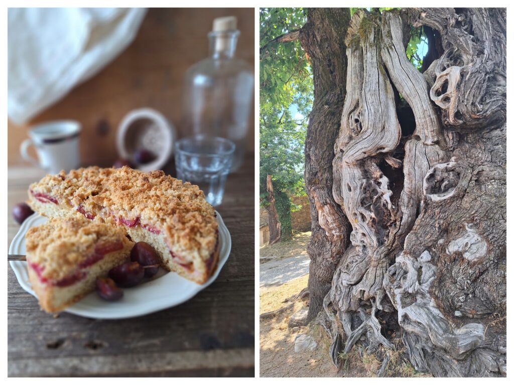 Streusel-Zwetschgenkuchen