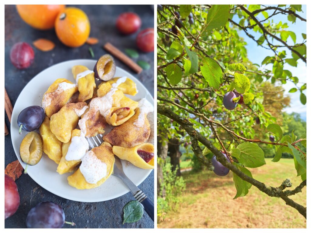 Kürbispiroggen mit Zwetschgenfüllung und Sahne auf einem Teller, rechts ein Zwetschgenbaum.