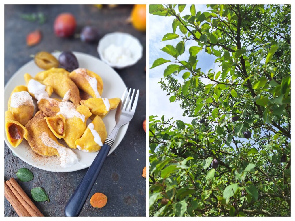 Kürbispiroggen mit Zwetschgenfüllung auf einem Teller und rechts ein Zwetschgenbaum.