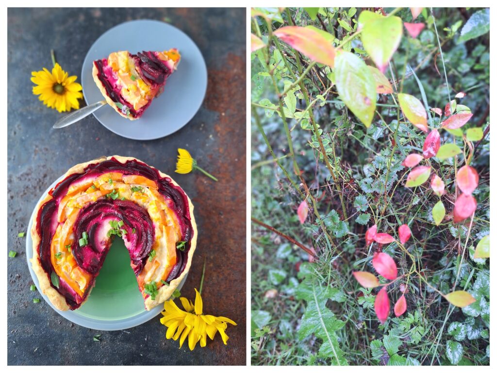 Angeschnittene Rote Bete-Kürbis-Tarte  und rechts bunte Blätter von Heidelbeeren.