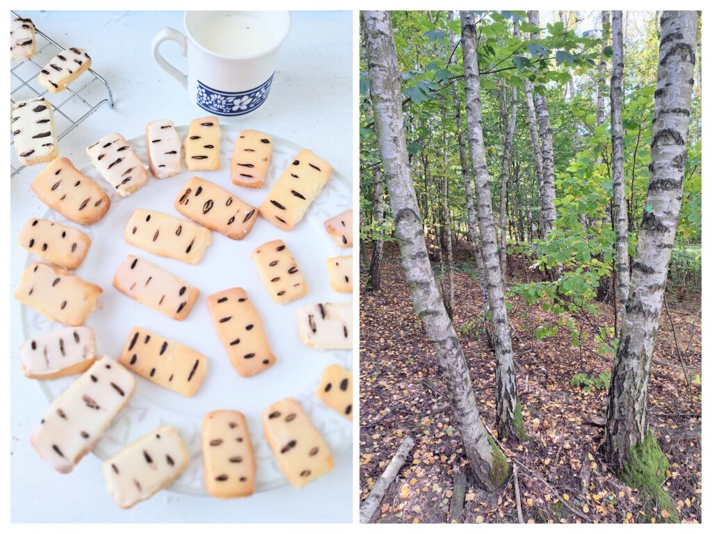 Eckige Birkenkekse und rechts Birkenbäume im Wald.